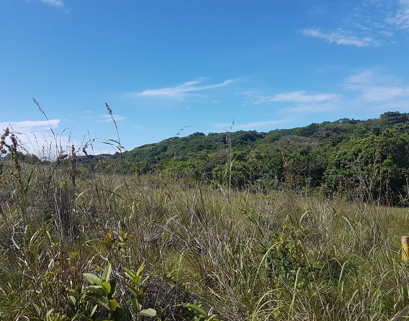 SOUTH COAST FARMS Southern KZN Farms & Smallholding sales