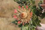 Indigenous flora