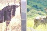 Wildlife