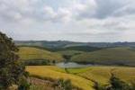 Sugarcane and dam