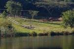 Horse paddock